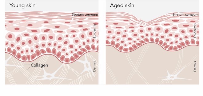 Càng lớn tuổi mạng lưới collagen, elastin dưới da ngày càng thưa thớt