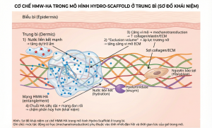 Cơ chế hoặt động giá đỡ hydrogel 