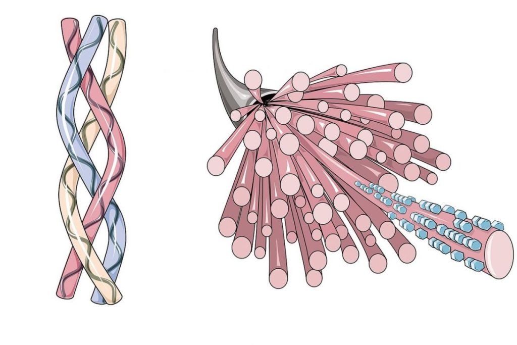 cách tăng sinh collagen và elastin cho da