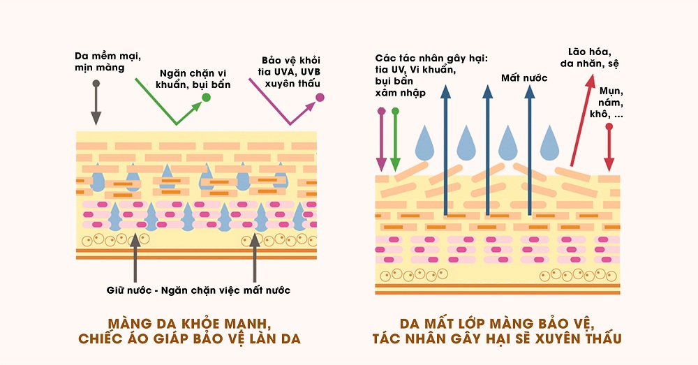 meso phục hồi da