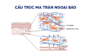 Nền ECM
